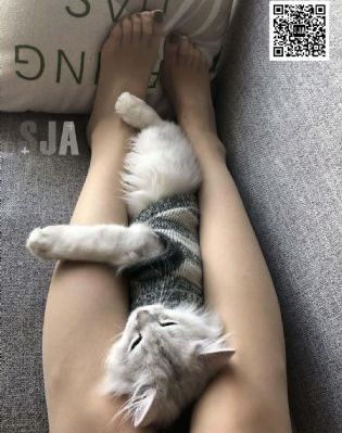 新猛龙过江 电视剧